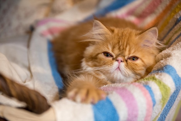 Jovem gatinho listrado vermelho dormindo em um animal doméstico de cesto de roupa suja