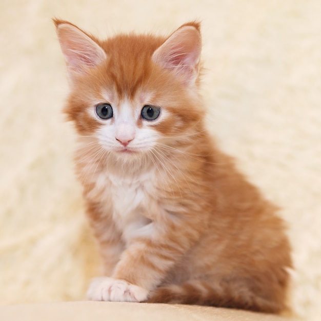 Jovem gatinho Maine Coon ruivo