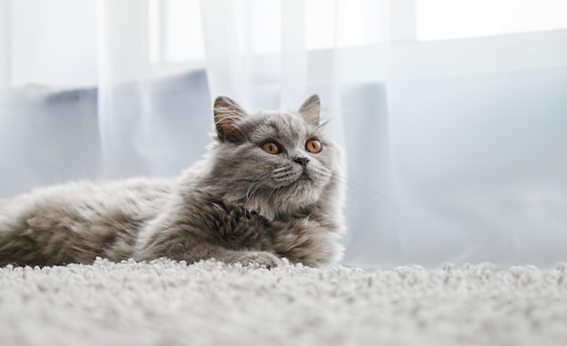 Jovem gato bonito descansando no chão de madeira