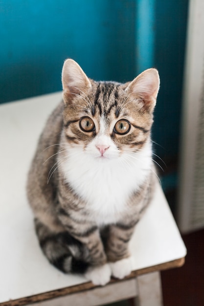 Jovem gato bonito sentado em um banquinho