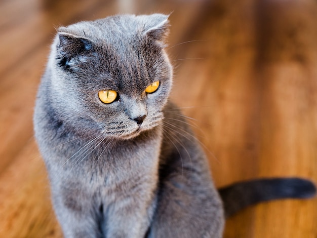 Jovem gato britânico no chão