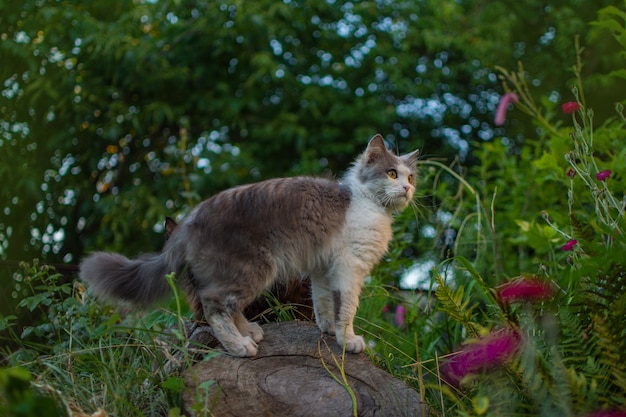 Jovem gato caminha e apreciando um lindo jardim. gato sujo fica no prado.