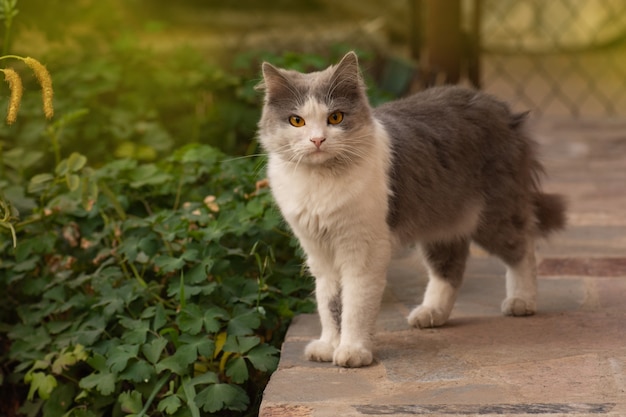 Jovem gato caminha e apreciando um lindo jardim. Gato sujo fica no prado.