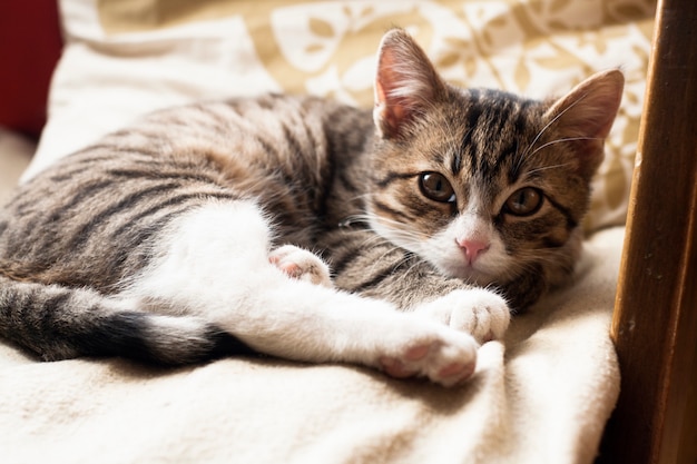 Jovem gato fofo dormindo no sofá