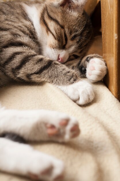 Jovem gato fofo dormindo no sofá