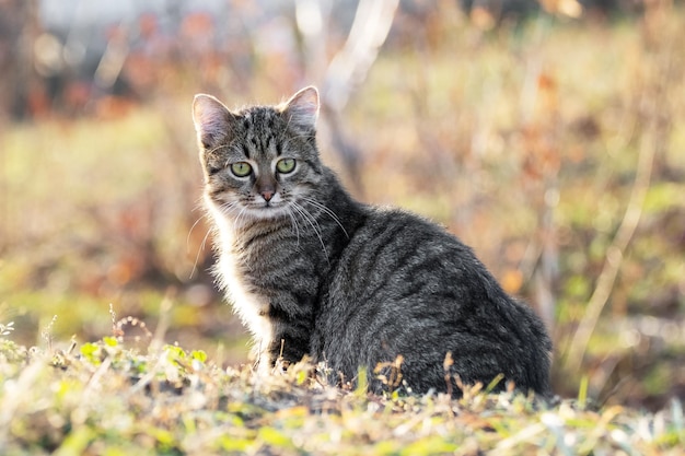 Jovem gato listrado com um olhar atento no jardim em um fundo desfocado