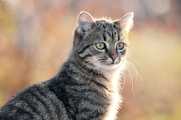 Jovem gato listrado com um olhar atento no jardim em um fundo desfocado