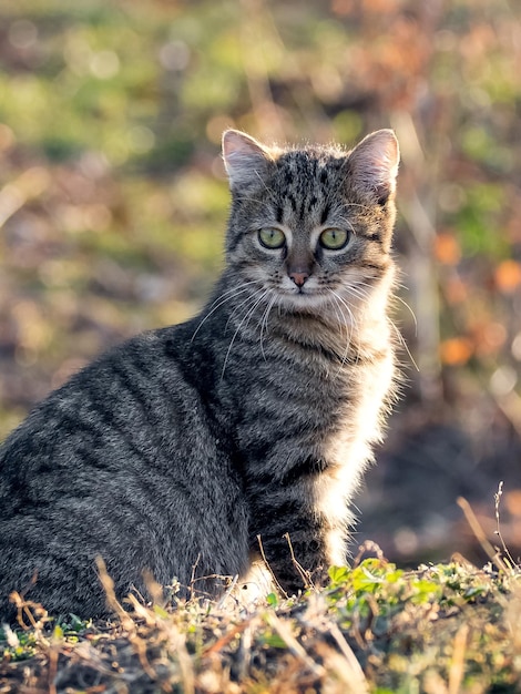 Jovem gato listrado com um olhar atento no jardim em um fundo desfocado
