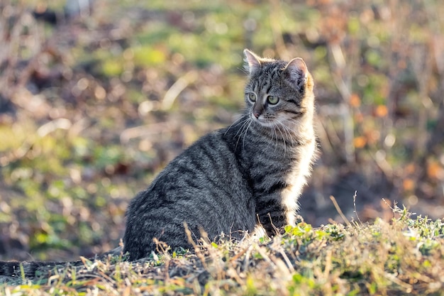 Jovem gato listrado com um olhar atento no jardim em um fundo desfocado