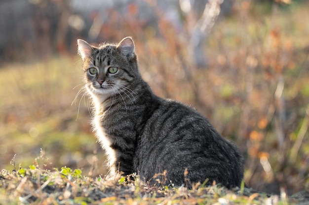 Jovem gato listrado com um olhar atento no jardim em um fundo desfocado
