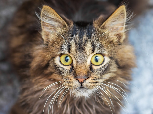 Jovem gato listrado com um olhar fixo no fundo escuro