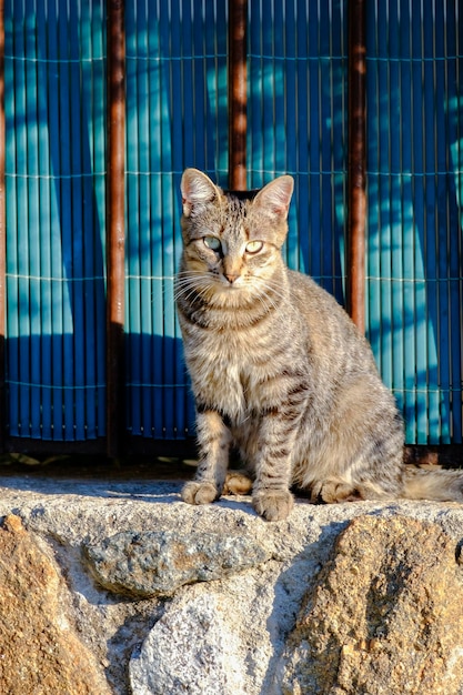 Jovem gato malhado perdido em uma parede descansando e tomando banho de sol