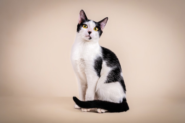 Jovem gato preto e branco, sentado no estúdio com fundo bege