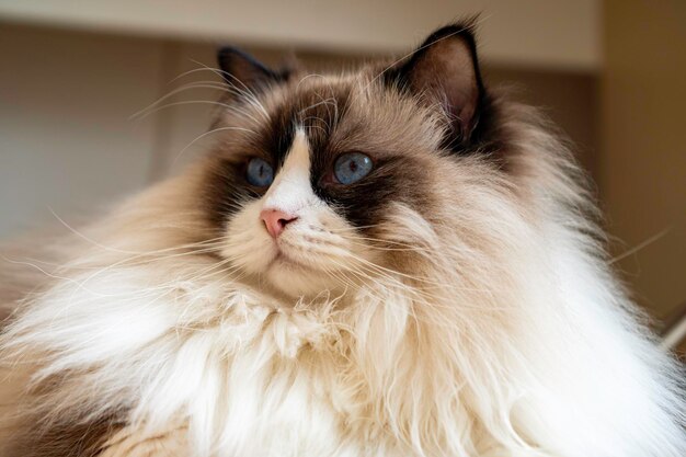 Jovem gato Ragdoll branco fofo de raça pura com olhos azuis deitado no chão olhando para algo