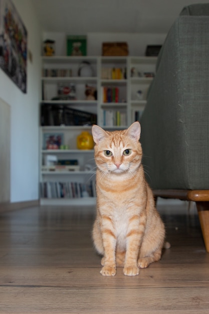 Jovem gato sente-se em casa sala de estar felino doméstico