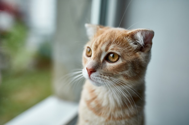 Jovem gato vermelho listrado Shorthair britânico sentar no parapeito da janela e olhar pela janela em casa, animal doméstico.