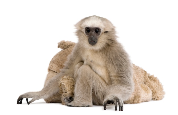 Jovem Gibbon Pileated, Hylobates Pileatus, sentado