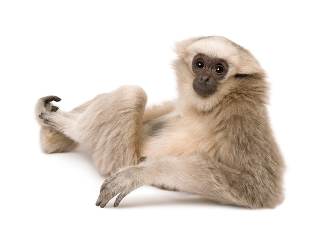 Jovem Gibbon Pileated, Hylobates Pileatus, sentado