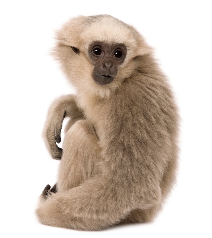Foto jovem gibbon pileated, hylobates pileatus, sentado