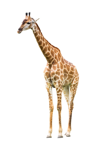 Foto jovem girafa fofa isolada no branco