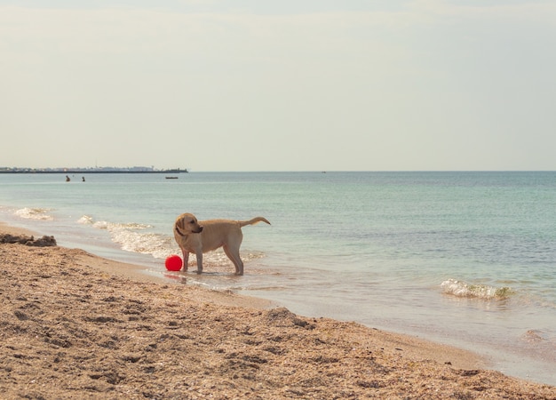 Jovem golden retriever animado pulando e correndo na praia