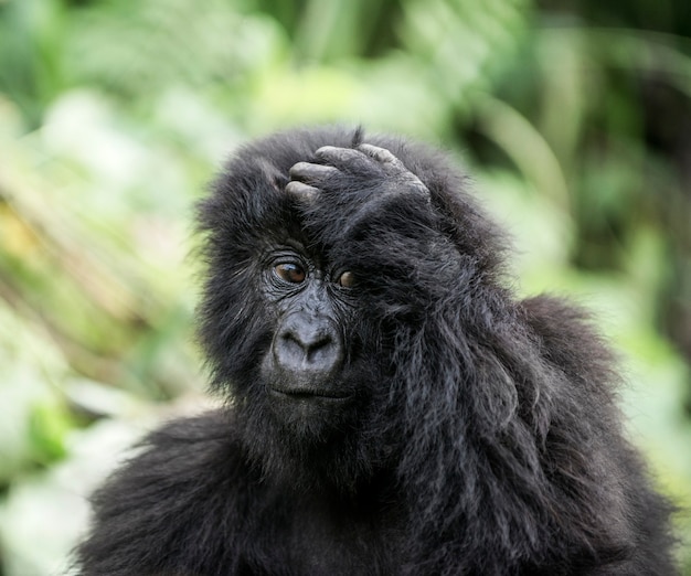 Jovem gorila da montanha no parque nacional de virunga áfrica rdc áfrica central