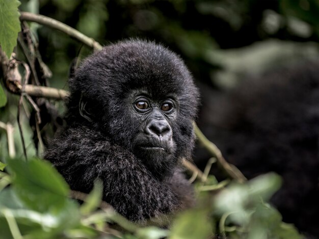 Jovem gorila da montanha no parque nacional de virunga, áfrica, rdc, áfrica central.