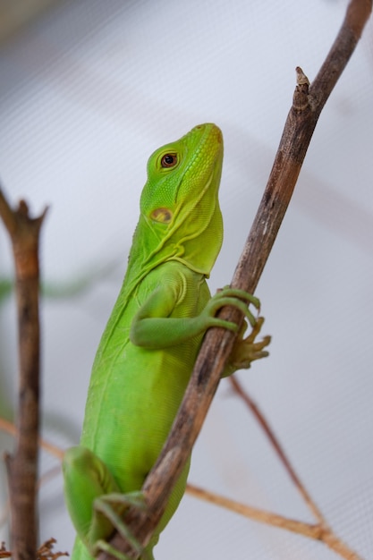 Jovem iguana verde é um animal de estimação exótico deitado na madeira
