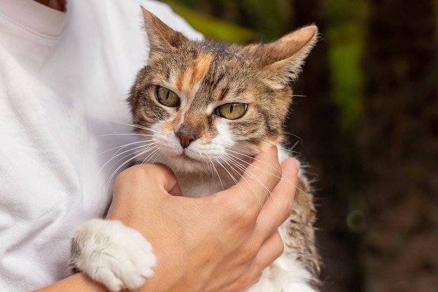 Jovem irreconhecível acariciando gato doméstico com olhos verdes olhando para a câmera enquanto em braços humanos