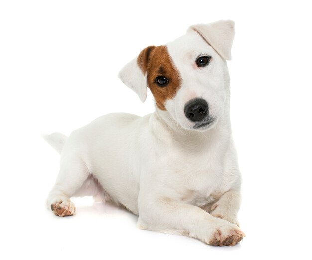 Jovem jack russel terrier