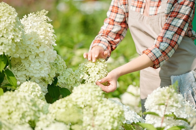 Jovem jardineira contemporânea ou trabalhadora de estufa tocando a flor de um novo tipo de hortênsia branca que floresce em uma estufa