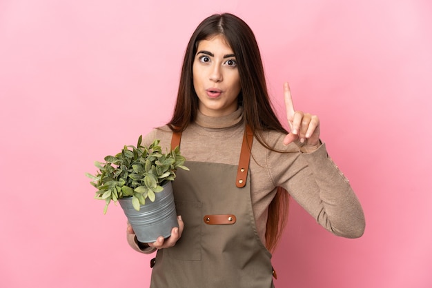 Jovem jardineira segurando uma planta isolada na parede rosa com a intenção de descobrir a solução enquanto levanta um dedo