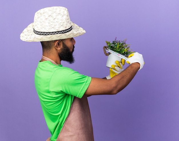 Jovem jardineiro afro-americano usando um chapéu de jardinagem medindo uma flor em um vaso de flores com uma fita métrica isolada na parede azul