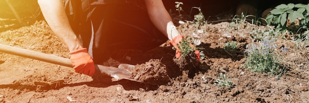 Jovem jardineiro e agricultor maduro de 40 anos de idade com mãos em luvas calças margarida flores silvestres em herdade suburbana na aldeia rural perto de casa jardinagem decoração terra banner flare