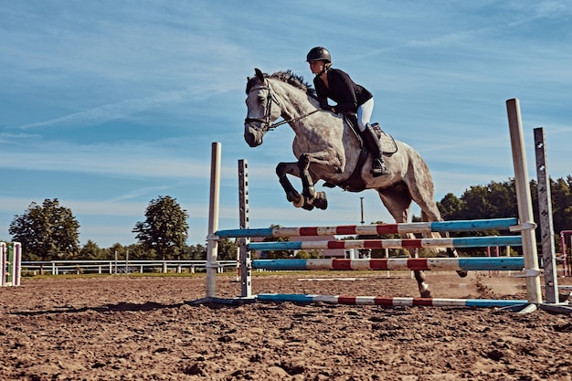 Foto de Cavalo Pulando Obstáculos e mais fotos de stock de