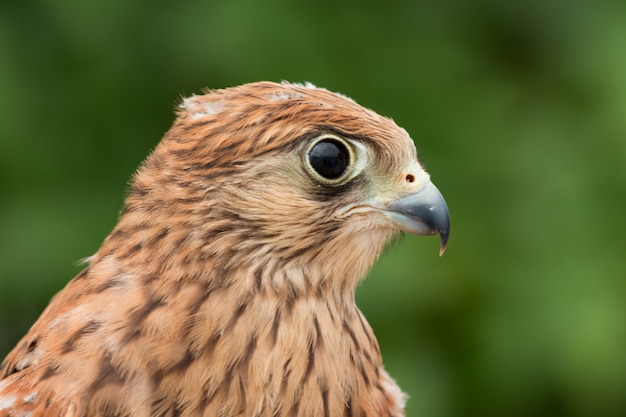 Jovem kestrel com uma bela plumagem