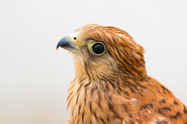 Jovem kestrel com uma bela plumagem