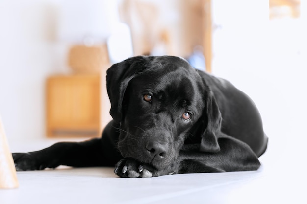 Jovem labrador preto está descansando no chão branco fresco em uma villa mediterrânea