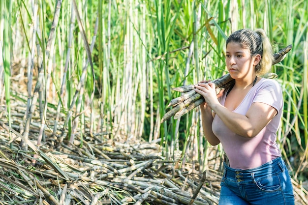 jovem latina trabalhando no meio de uma colheita de cana-de-açúcar carregando a cana-de-açúcar recém-cortada