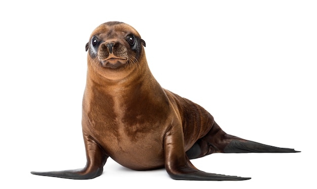 Jovem leão-marinho da Califórnia, Zalophus californianus, retrato, contra a parede branca isolada