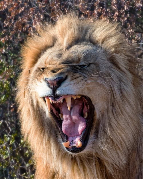 Jovem Leão rugindo ao amanhecer na África do Sul