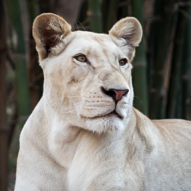 Foto jovem leoa branca fechar retrato em ambiente de zoológico