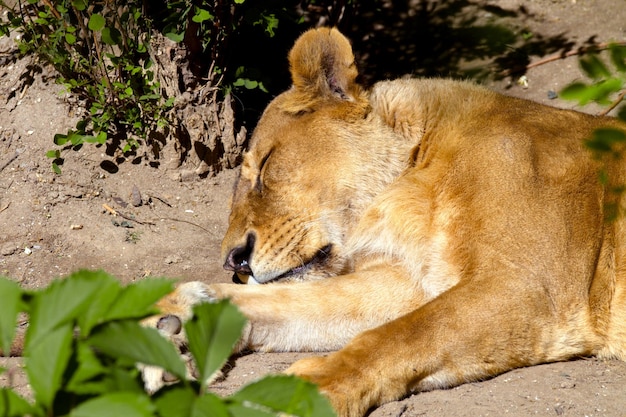 Jovem leoa de animais selvagens dormindo