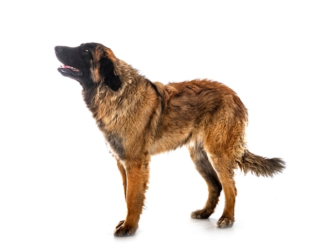 Jovem Leonberger na frente de um fundo branco