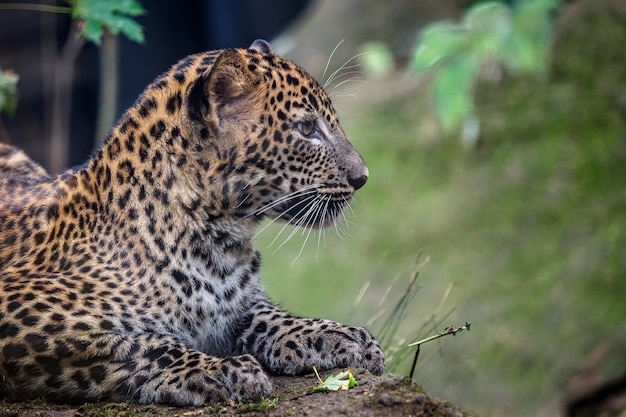 Jovem leopardo do Sri Lanka Panthera pardus kotiya