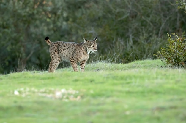 jovem lince ibérico fêmea em uma floresta de carvalho mediterrâneo com a primeira luz do amanhecer