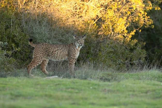 jovem lince ibérico fêmea em uma floresta de carvalho mediterrâneo com a primeira luz do amanhecer