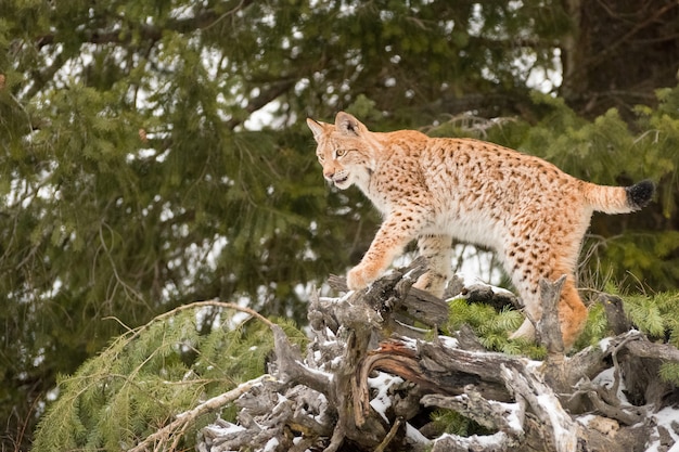 Jovem lince siberiano escalando um evergreen caído