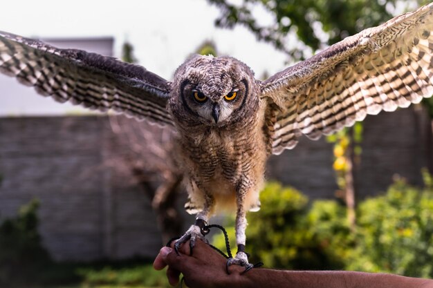 Jovem linda coruja africana abre asas na mão humana, coruja-real manchada - Bubo africanus