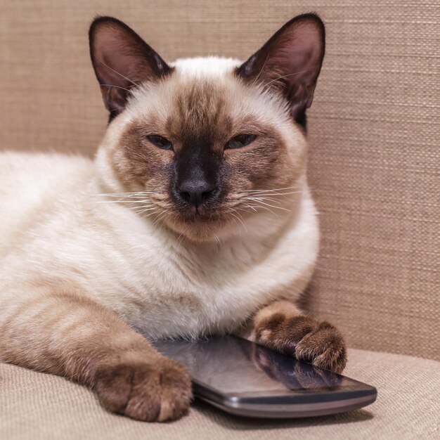 Jovem lindo gato tailandês deitado no sofá e brincando com um celular Pet seleciona um aplicativo para entretenimento